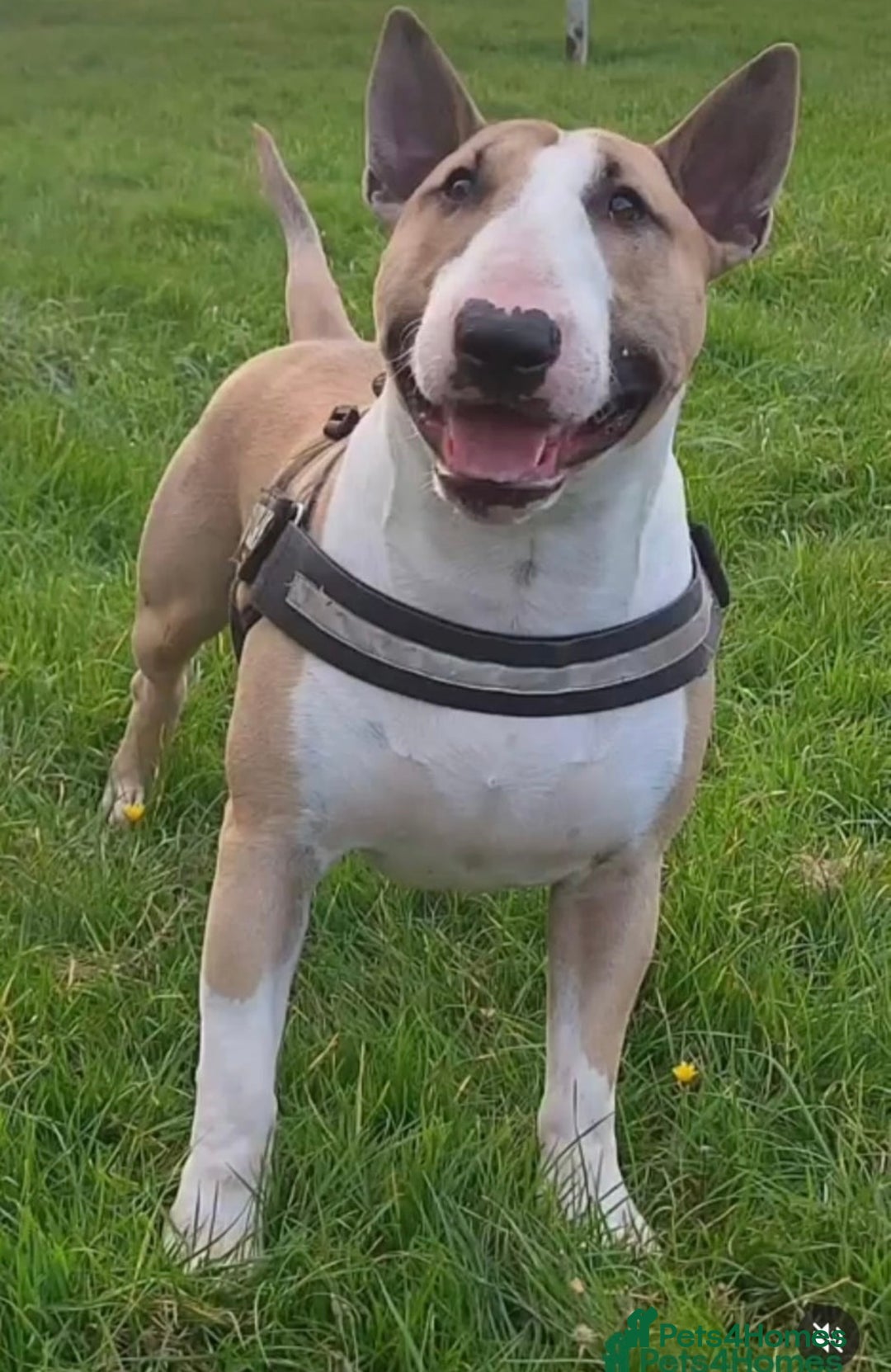 English Bull Terrier dogs for sale: 9 KC REGISTERED ENGLISH BULL TERRIER PUPPEIES in Thetford - Image 7
