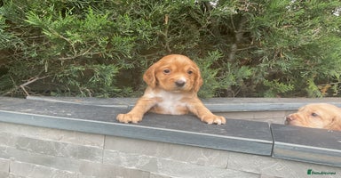 Cocker Spaniel dogs - Advert 3