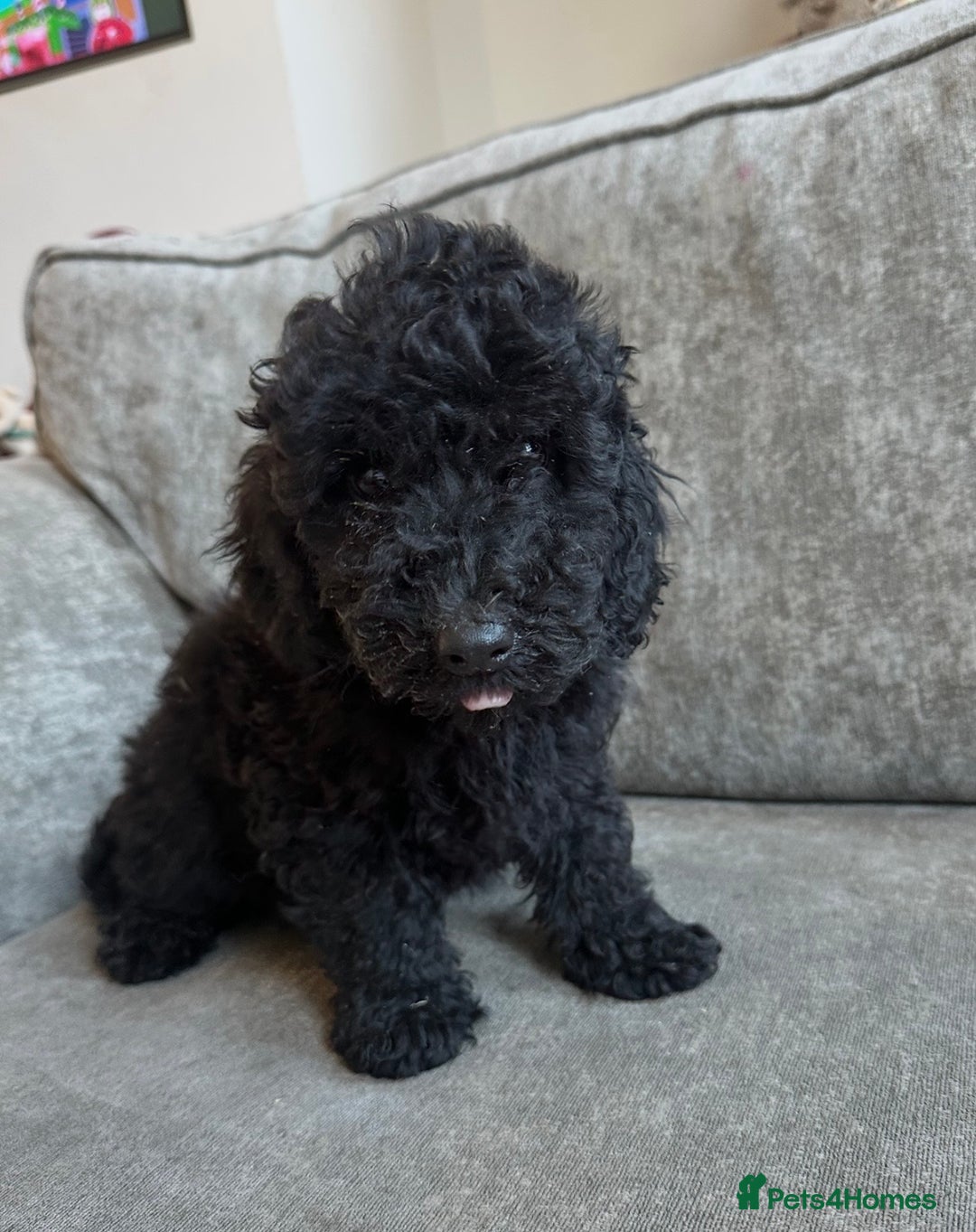 Cavapoo dogs for sale: Beautiful Cavapoos’s  - Advert 10