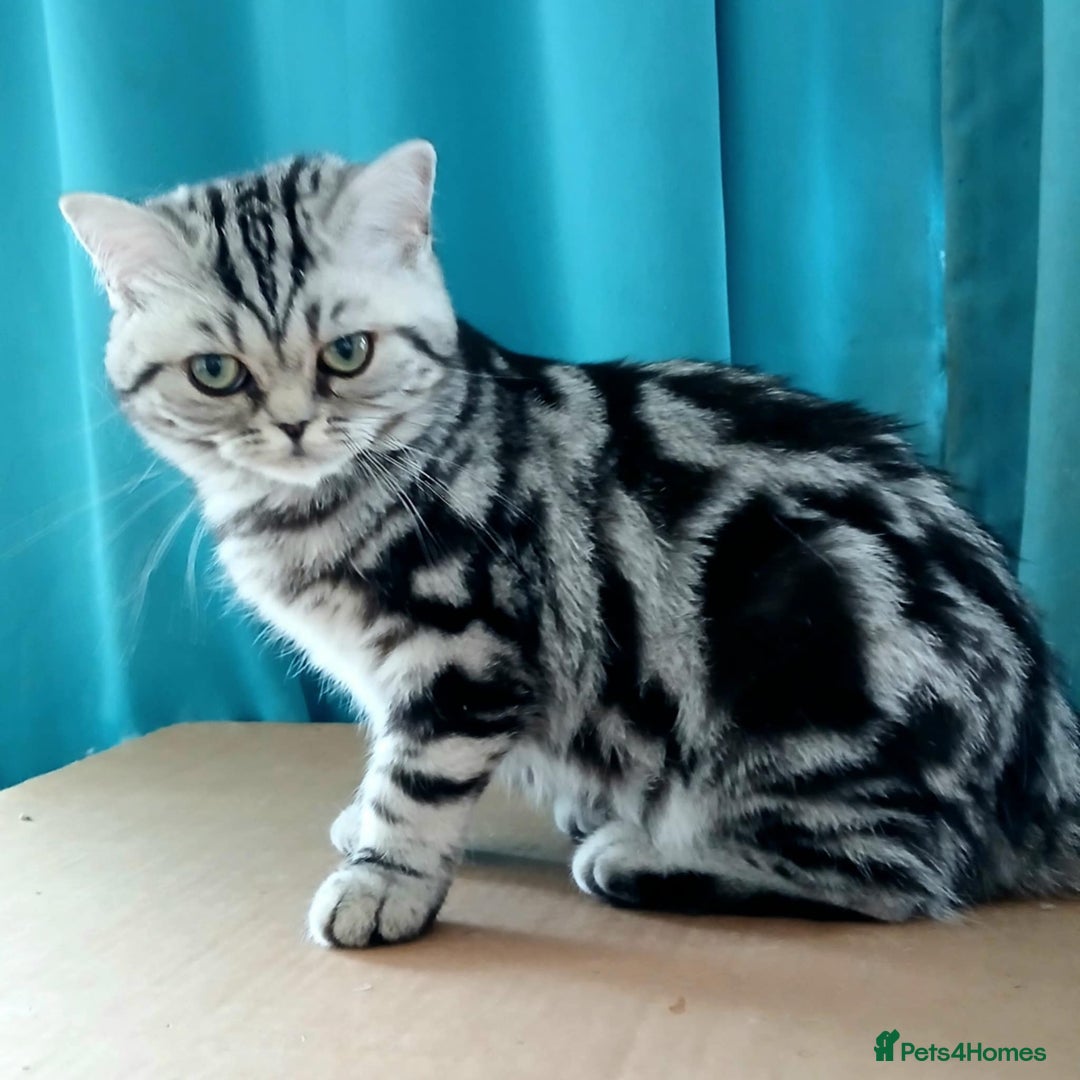 British Shorthair cats for sale: BSH.Silver Classic Tabby.ACTIVE. - Image 2