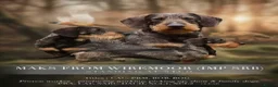 Dachshund dogs for sale: KC Reg.Wire-Haired Dachshund Puppies ( Teckels ) in Fort William - Advert 3