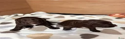 Sproodle dogs for sale: Gorgeous Chocolate Puppies in Ludlow - Advert 7