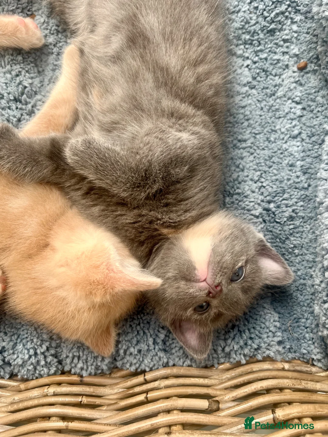 Ragdoll cats for sale: Beautiful grey ragdoll x friendly little girl - Advert 18