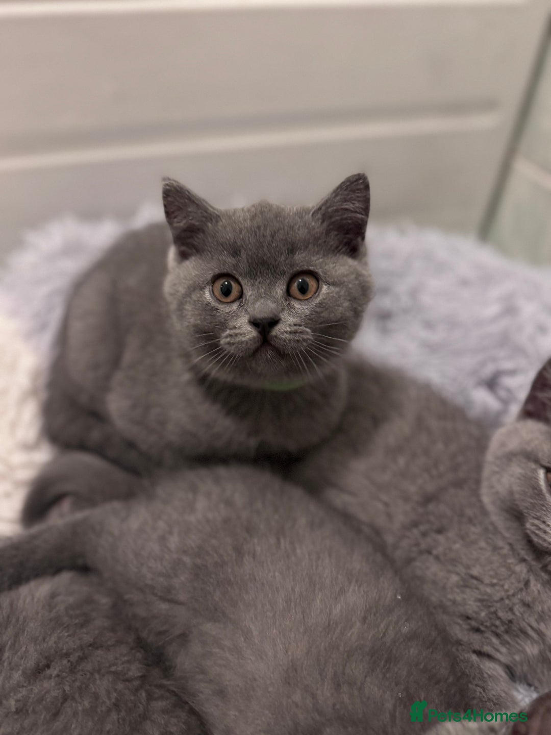 British Shorthair cats for sale: British shorthair kittens 🐈‍⬛ - Advert 17