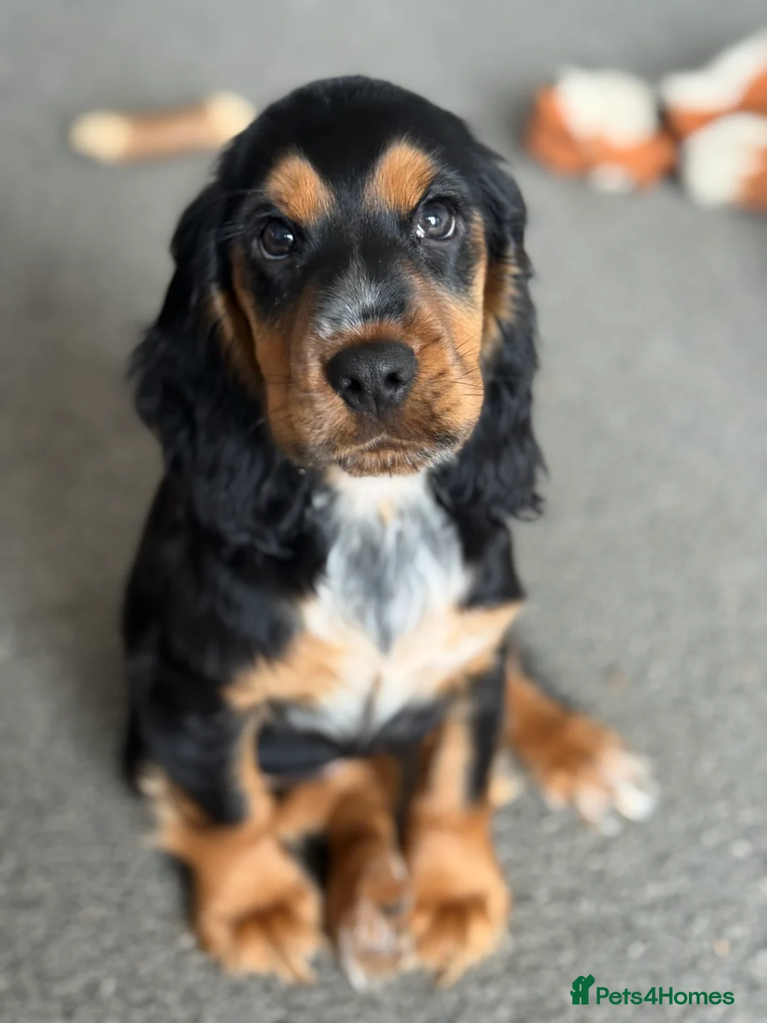 Cocker Spaniel dogs for sale: Show cocker spaniel  - Advert 1