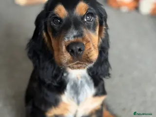 Cocker Spaniel dogs Show cocker spaniel - Advert 1