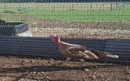 Turkeys poultry for sale: Male Turkeys for sale! - Image 3