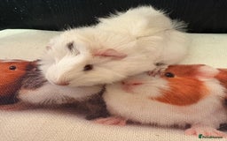 Guinea Pig rodents for sale: Beautiful boy Guinea pigs  - Image 2