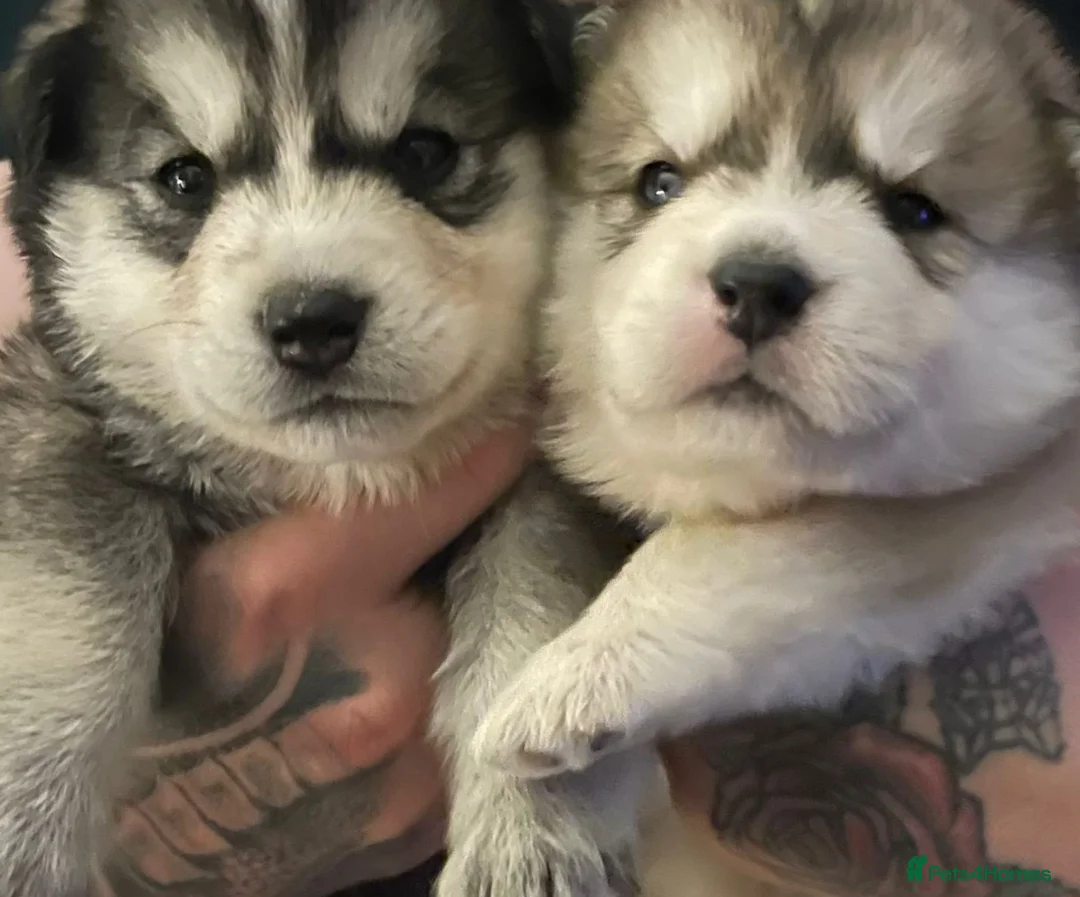 Siberian Husky dogs for stud: Siberian Husky - produces large litters in Cheltenham - Advert 8