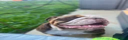 English Bulldog dogs for sale: Lovely British Bulldog - Adult Home only - Advert 4