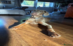 Dobermann dogs for sale: Isabella Male Doberman Puppy - Image 2
