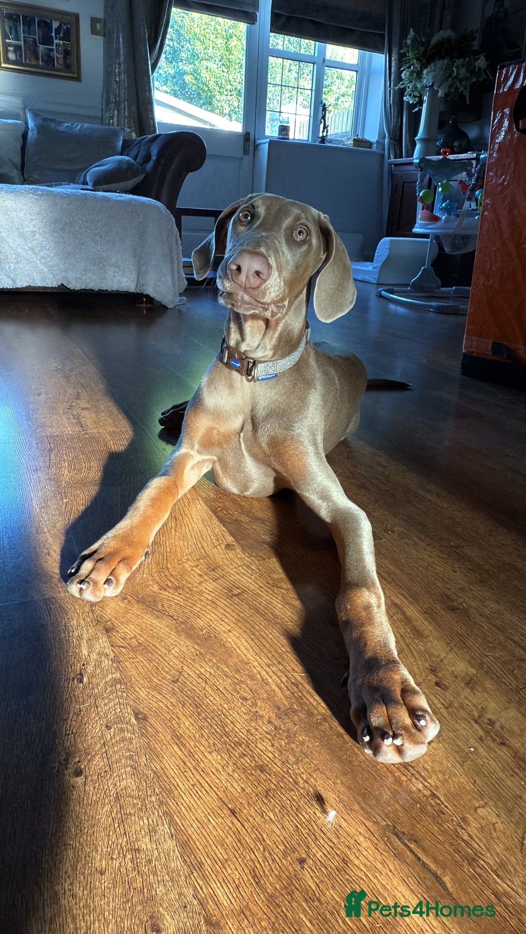 Dobermann dogs for sale: Isabella Male Doberman Puppy - Image 2