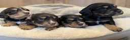 Cocker Spaniel dogs for sale: Beautiful Working type Cocker Spaniel Puppies - Advert 1