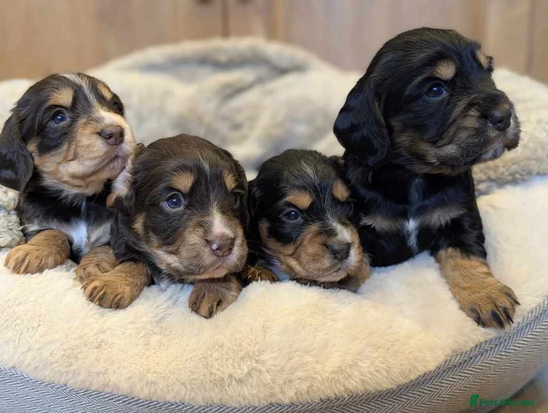 Cocker Spaniel dogs for sale: Beautiful Working type Cocker Spaniel Puppies - Advert 1