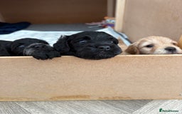 Mixed Breed dogs for sale: Cockapoo cross Poochon  - Image 1