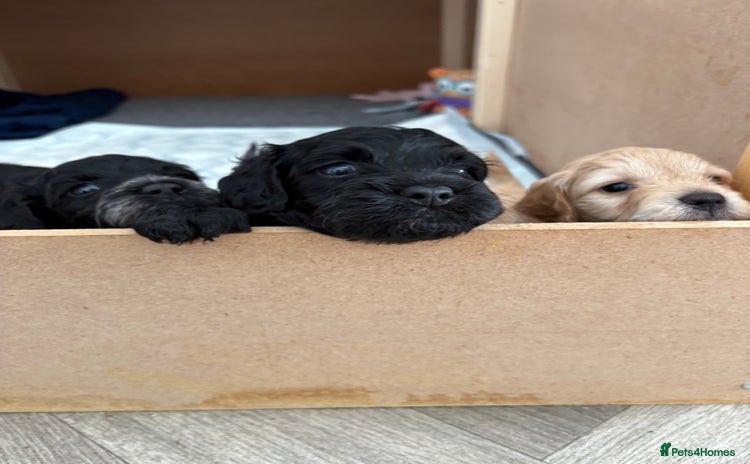 Mixed Breed dogs - Advert 2