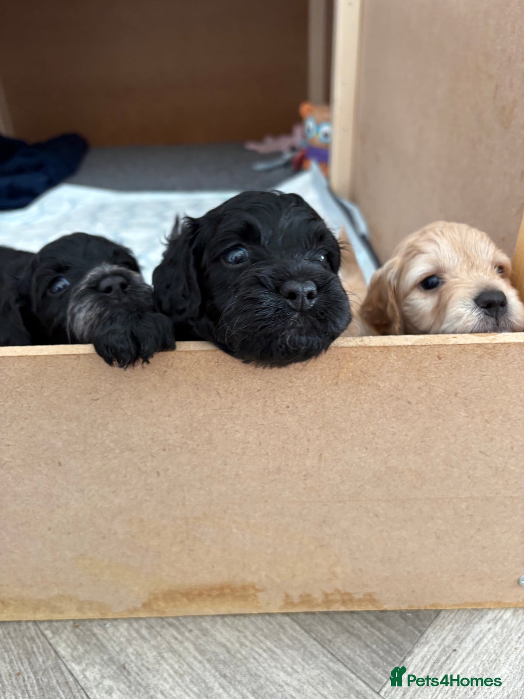 Mixed Breed dogs for sale: Cockapoo cross Poochon  - Image 1
