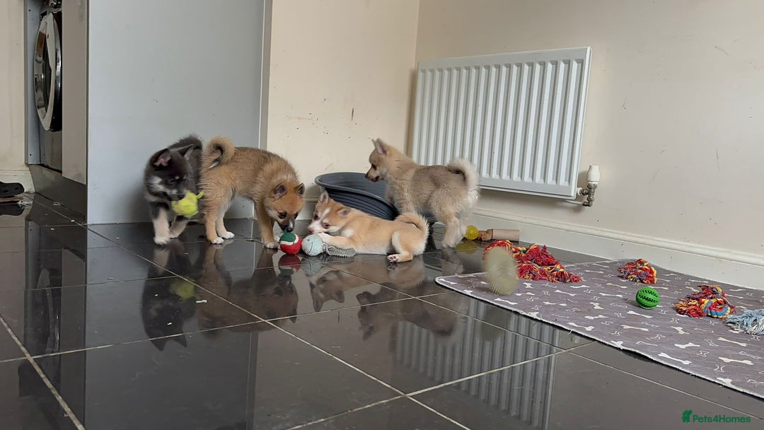 Pomsky dogs for sale: Fully vaccinated, 3 F4 Pomskies. Well socialised. - Image 25