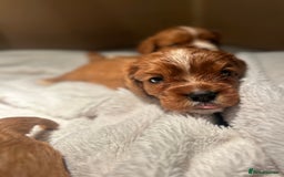 Cavalier King Charles Spaniel dogs for sale: 🫶🏻 Cavalier King Charles 🐶 - Image 11