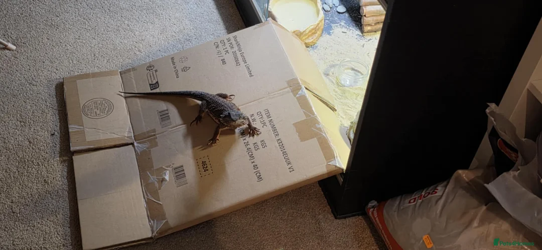 Bearded Dragon reptiles for sale: 'Red monster' bearded dragon - Advert 3