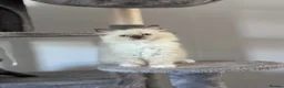Ragdoll cats for sale: 🩵Stunning Blue Mitted Ragdoll Kitens🩵 - Advert 12