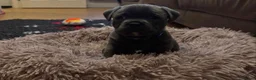 Staffordshire Bull Terrier dogs for sale: WellTrained Staffordshire Bull Terrier Puppies  in Aberdeen - Advert 22