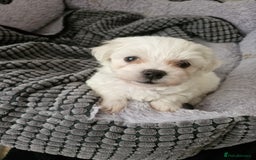 Maltese dogs for sale: Naughty Maltese Puppies For Sale. - Image 6