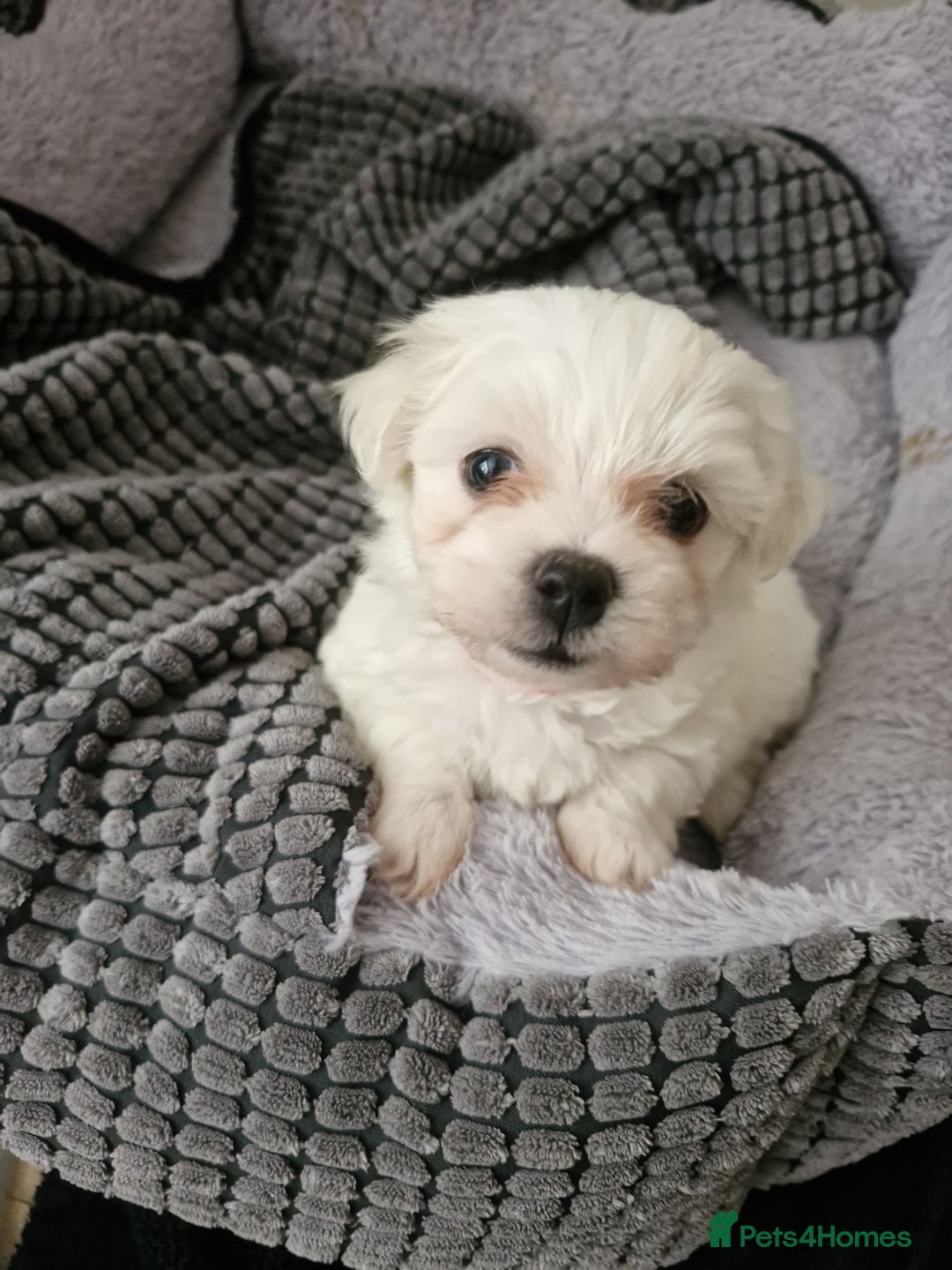 Maltese dogs for sale: Naughty Maltese Puppies For Sale. - Image 6
