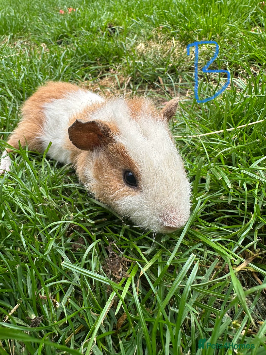Guinea Pig rodents for sale: Male and Female Guinea Pigs For Sale  - Image 16