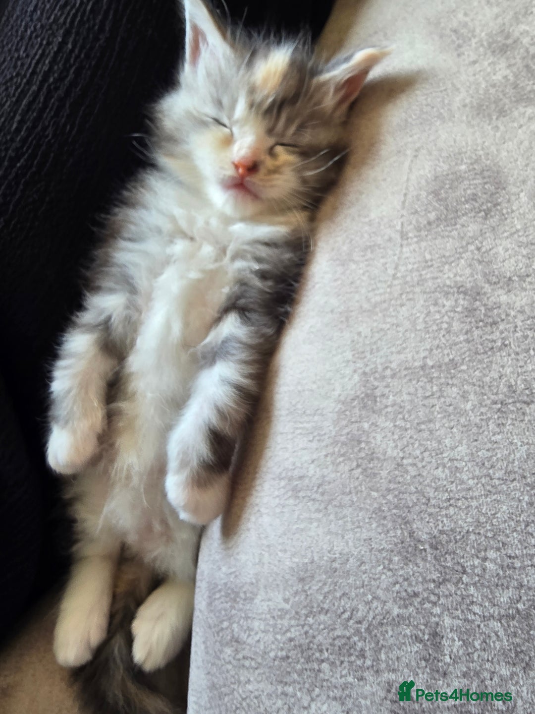 Maine Coon cats for sale: TICA Pedigree Maine Coon Kittens  - Image 8