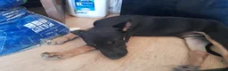 Mixed Breed dogs for sale: Puppies looking for there forever home ready now in Pontefract - Advert 5