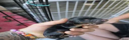 Mixed Breed dogs for sale: Beautiful Patterjack × Miniature Cockapoo Puppies in Stoke-on-Trent - Advert 5