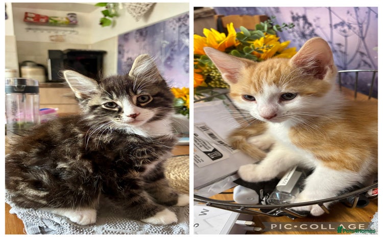 Mixed Breed cats - Advert 15