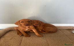 Hungarian Vizsla dogs for sale: Hungarian Vizsla puppies   - Image 16