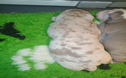 Olde English Bulldogge dogs for sale: Beautiful olde English bulldogs 🩷 - Image 11