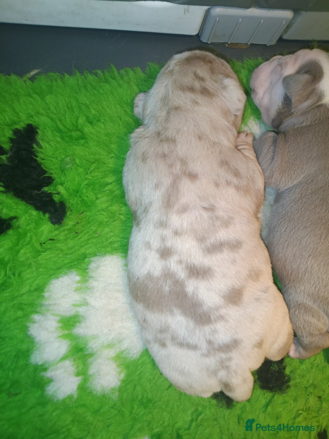 Olde English Bulldogge dogs for sale: Beautiful olde English bulldogs 🩷 - Image 11