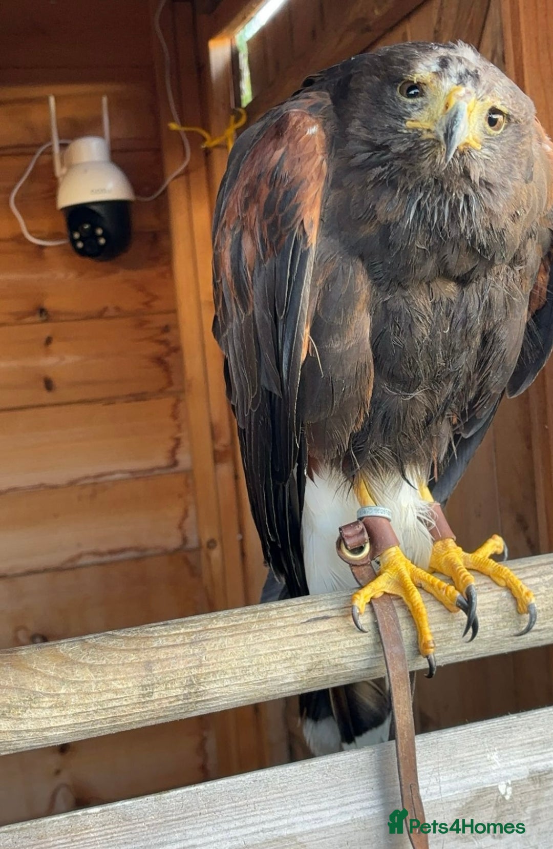Mixed Breed birds for sale: Harris hawk  - Image 1