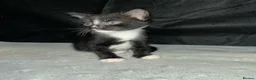 Mixed Breed cats for sale: Beautiful Domestic Shorthair Kittens  🐾 - Advert 9
