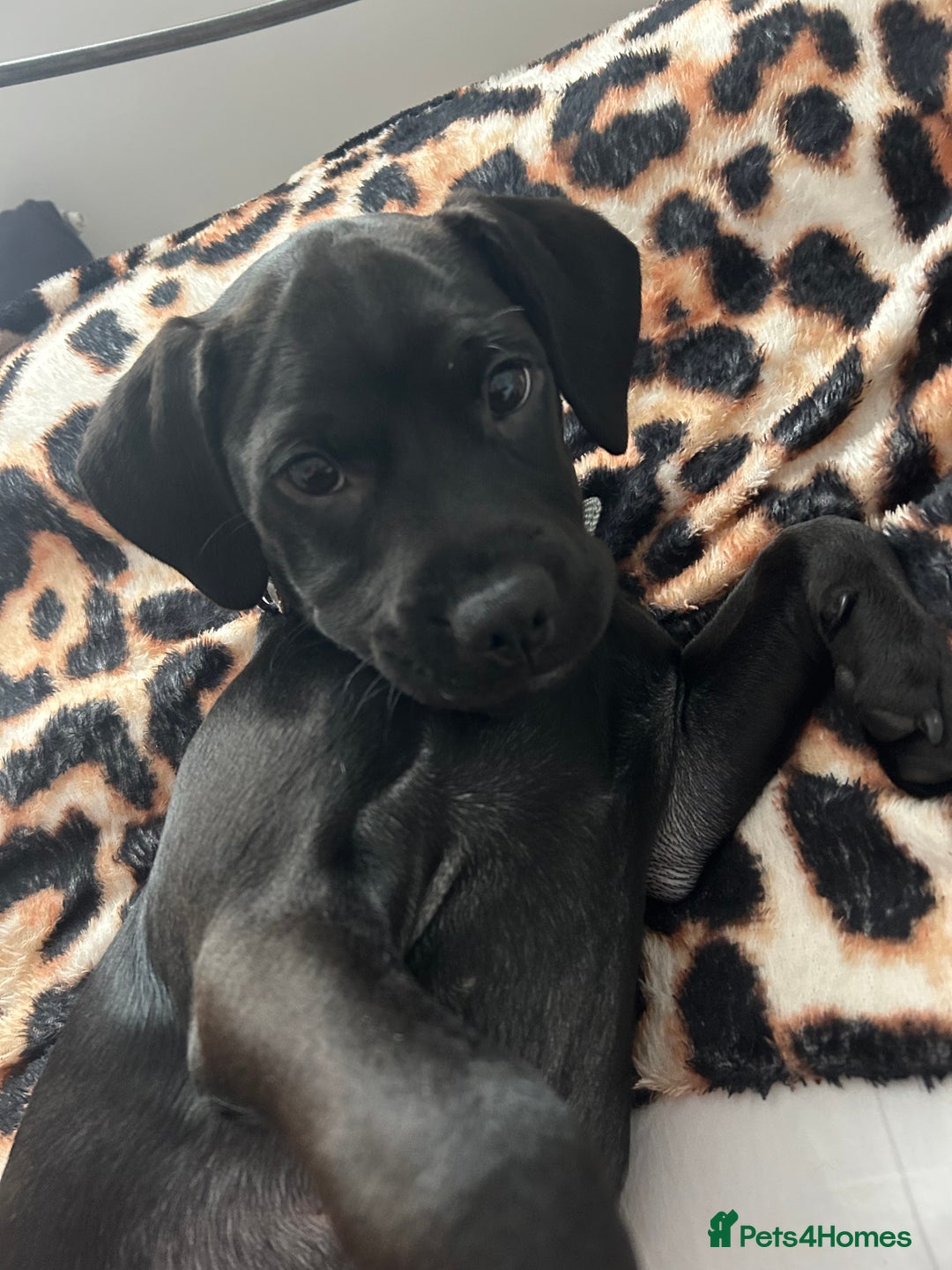 Mixed Breed dogs for sale: Benny - Advert 5