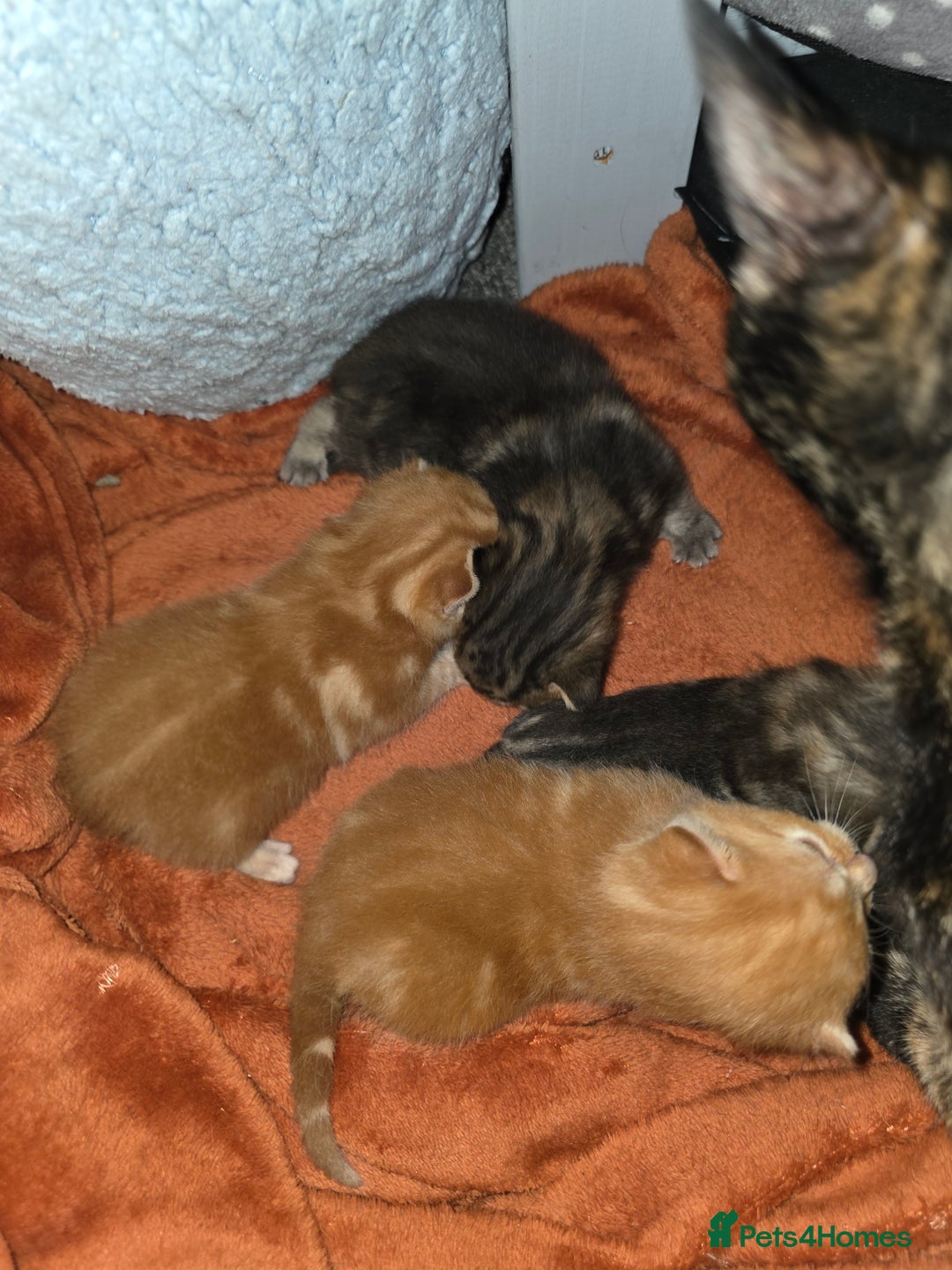 Domestic Shorthair cats for sale: Kittens  - Image 3
