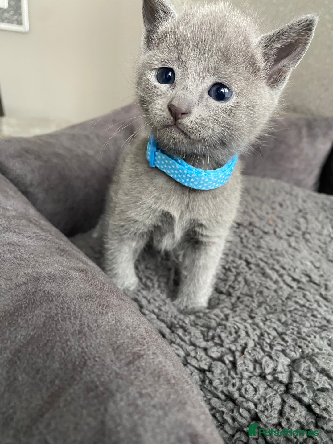 Russian Blue cats for sale: Russian blue kittens  - Advert 17