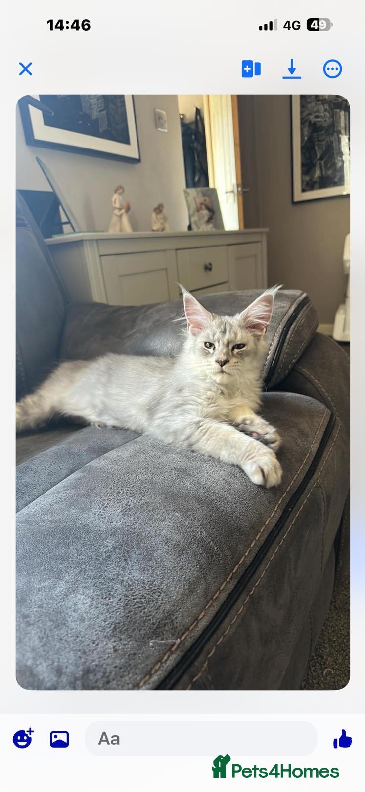 Maine Coon cats Maine coon kittens  - Advert 18