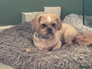 Shih Tzu dogs Beautiful stud in Birmingham - Advert 17