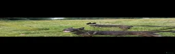 Belgian Shepherd Dog dogs for sale: Dutch Shepherd Puppies - Advert 8