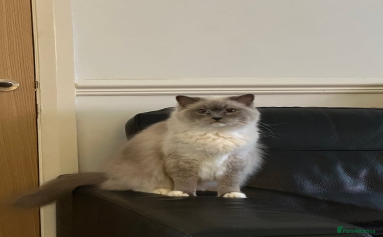 Ragdoll cats - Advert 6