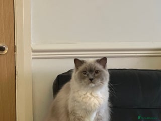 Ragdoll cats - Advert 5