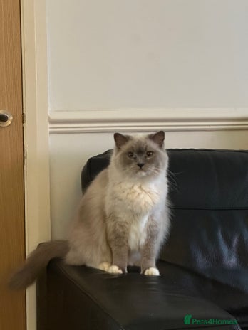 Ragdoll cats - Advert 8