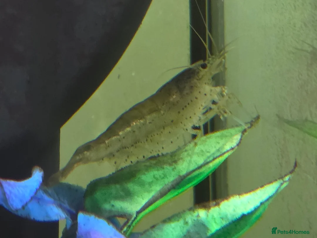 Tetras fish for sale: 🐟🦐🐌Various tropical fish, snails and shrimp in Milton Keynes - Advert 2