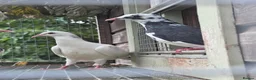Pigeons birds for sale: Homing pigeons  - Advert 5