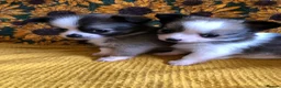 Chihuahua dogs for sale: Longhaired chihuahua puppies - Advert 30